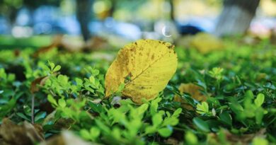 campus, autumn, defoliation-1890986.jpg