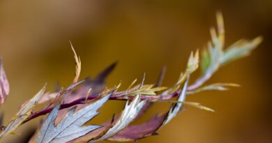 MBA Spectrum tuition fee