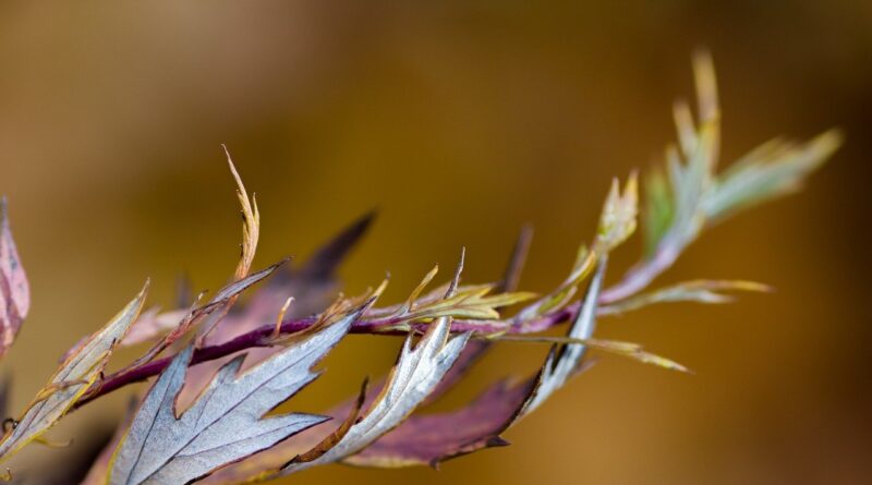 MBA Spectrum tuition fee